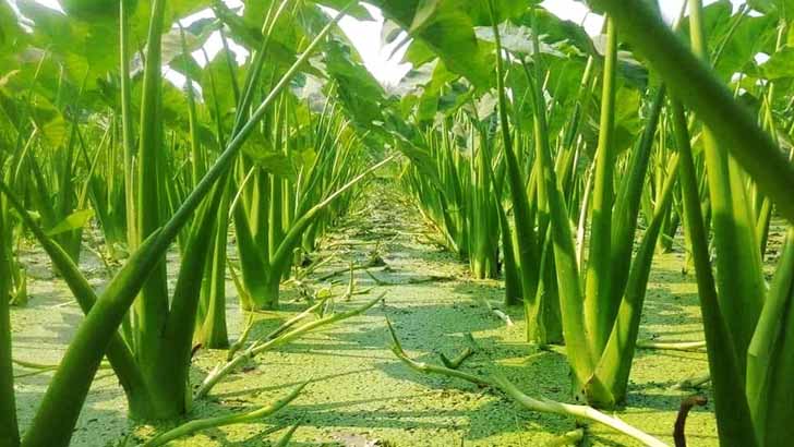 ফটো ক্যাপশন 5